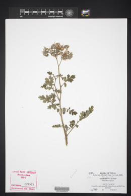 Phacelia congesta image