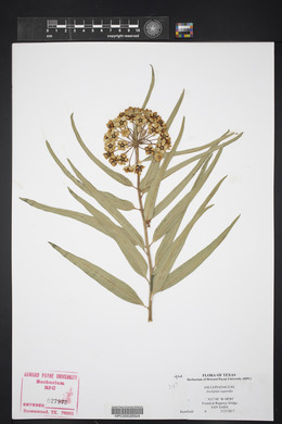 Asclepias asperula image