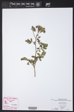 Phacelia integrifolia image