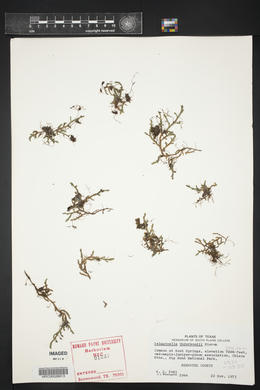 Selaginella underwoodii image