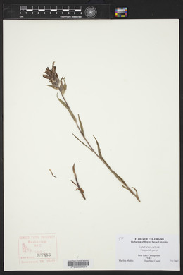 Campanula parryi image