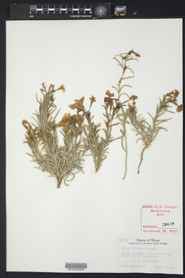 Phlox triovulata image