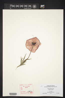 Papaver rhoeas image