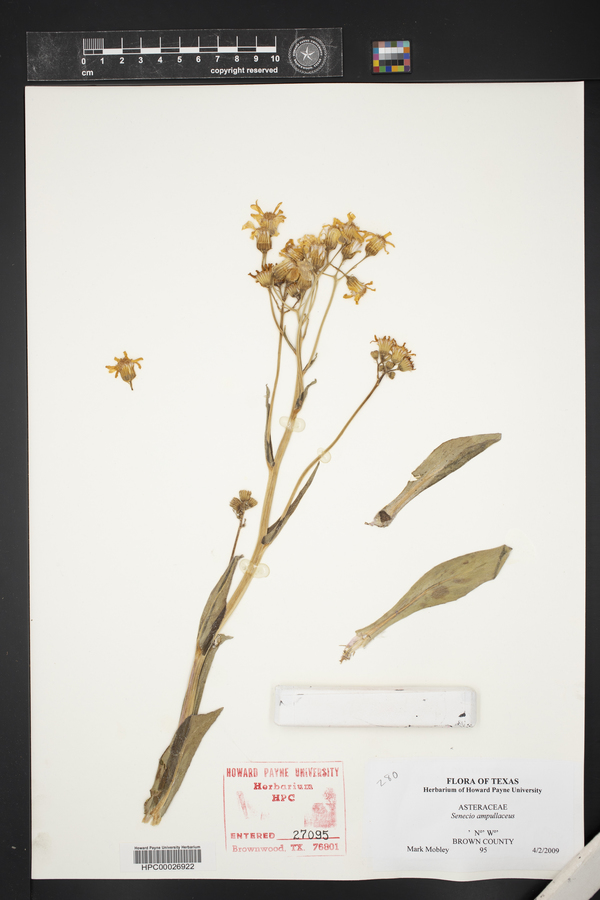 Senecio ampullaceus image