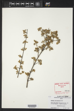 Buddleja marrubiifolia image