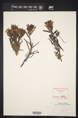 Castilleja lanata image