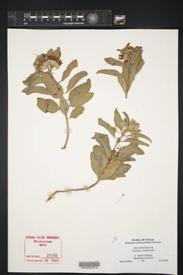 Asclepias oenotheroides image