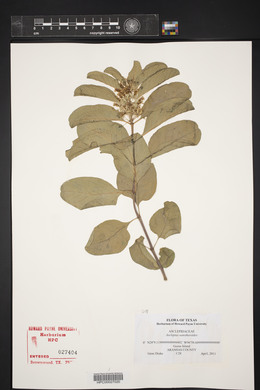 Asclepias oenotheroides image