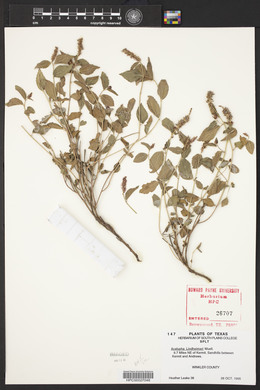 Acalypha phleoides image