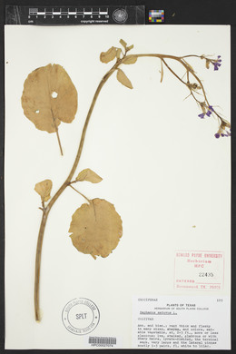 Raphanus raphanistrum subsp. sativus image