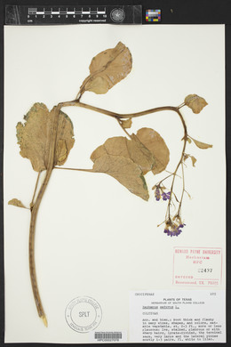 Raphanus raphanistrum subsp. sativus image