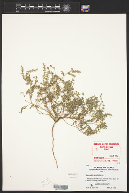 Euphorbia prostrata image