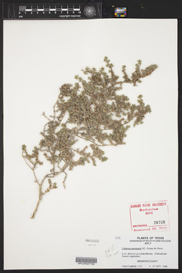 Tiquilia canescens var. canescens image