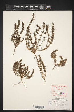 Teucrium laciniatum image