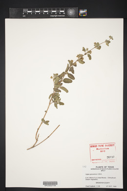 Lippia graveolens image