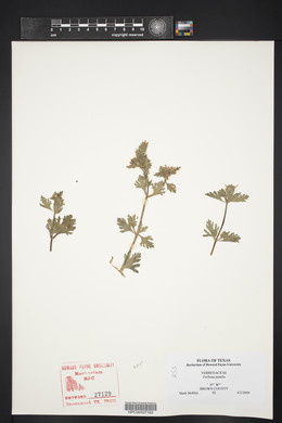 Verbena pumila image