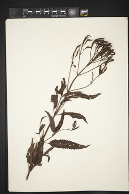 Verbena hastata image