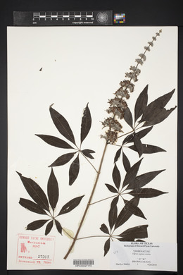 Vitex agnus-castus image