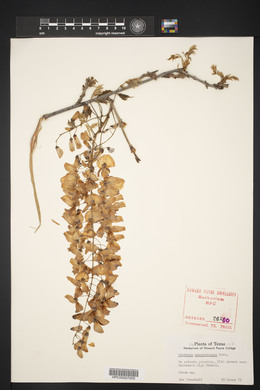 Wisteria frutescens image