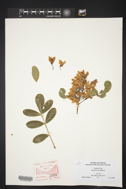 Dermatophyllum secundiflorum image