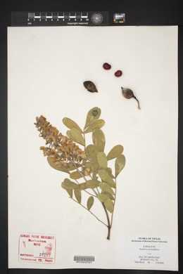 Dermatophyllum secundiflorum image