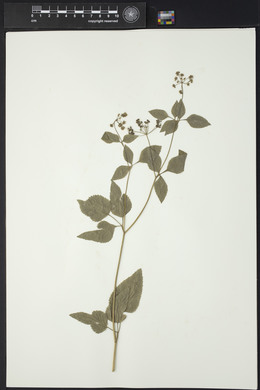 Thaspium trifoliatum image