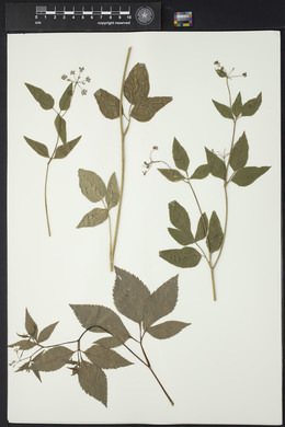 Thaspium trifoliatum image