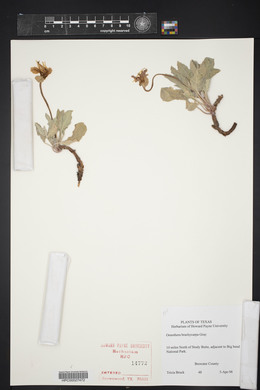 Oenothera brachycarpa image