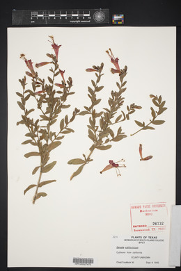 Epilobium canum subsp. angustifolium image