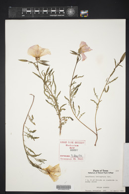 Oenothera tetraptera image