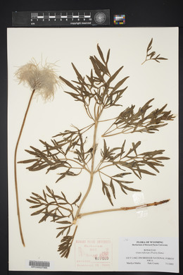 Geum triflorum image