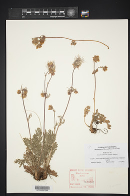 Geum triflorum image