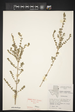 Aloysia gratissima image