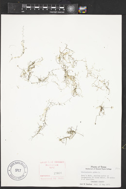 Utricularia gibba image