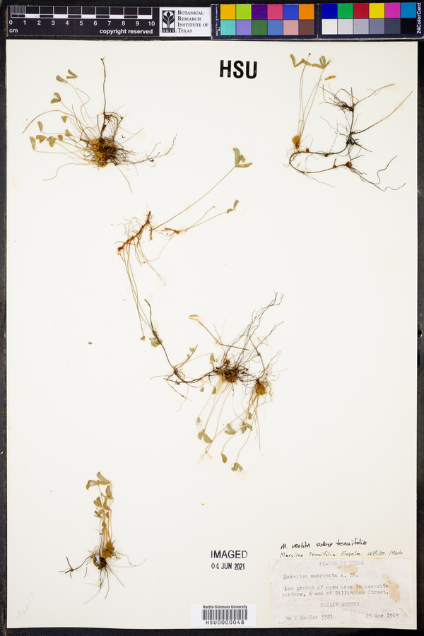 Marsilea vestita subsp. tenuifolia image
