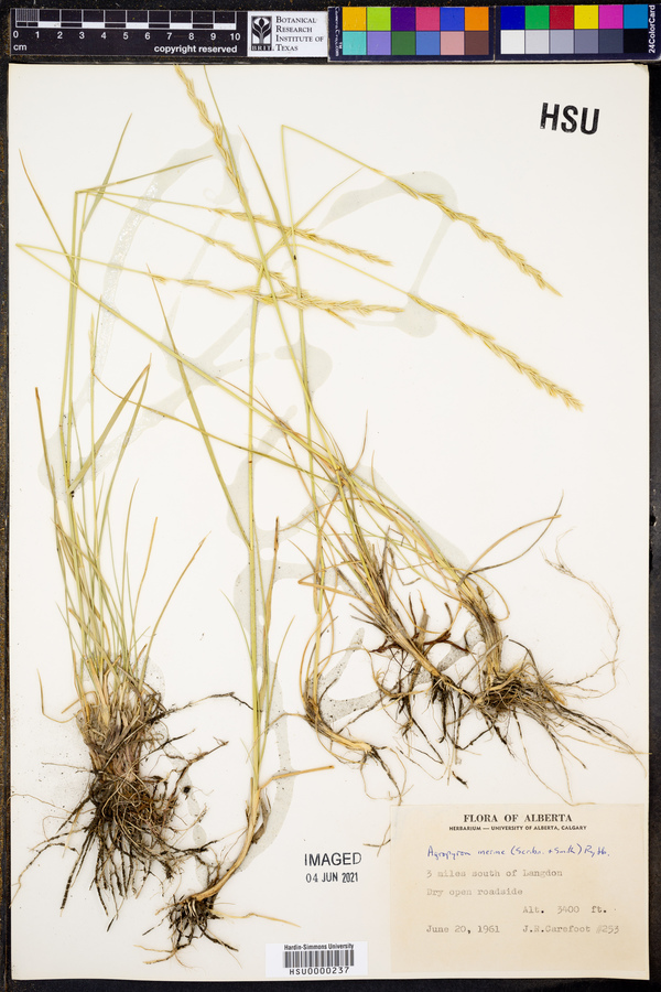 Pseudoroegneria spicata f. inermis image