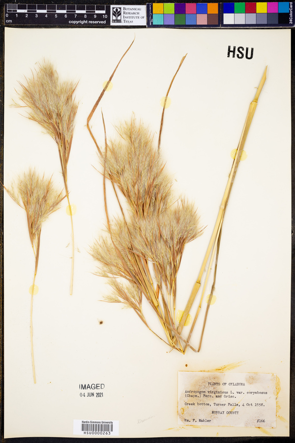 Andropogon virginicus var. corymbosus image