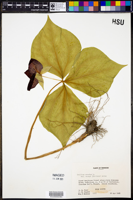 Trillium erectum var. vaseyi image