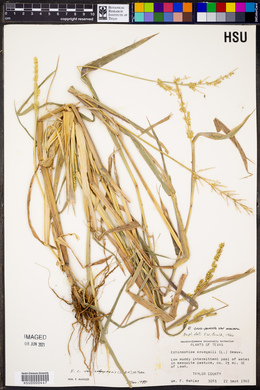 Echinochloa crus-galli var. zelayensis image