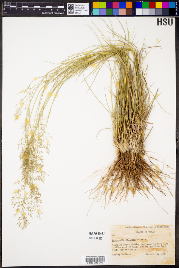 Eragrostis trichodes image