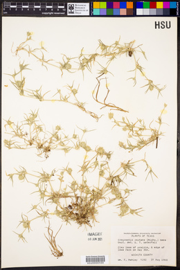 Eragrostis reptans image