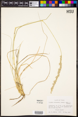 Tridens albescens image