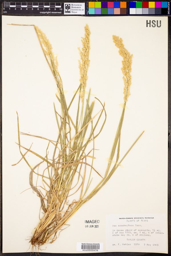 Poa arachnifera image
