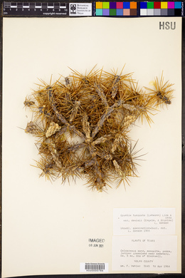 Cylindropuntia tunicata image