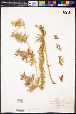 Eryngium leavenworthii image