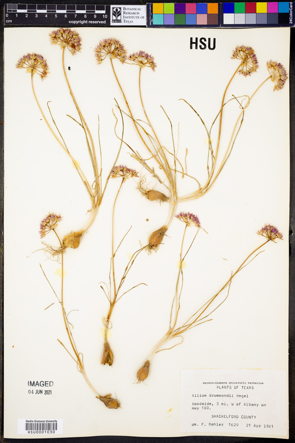 Allium drummondii image