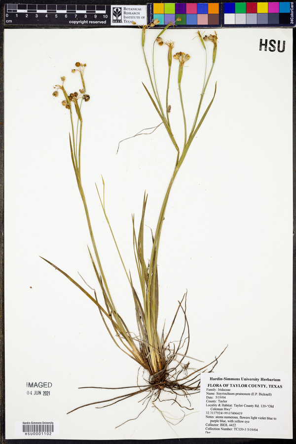 Sisyrinchium pruinosum image