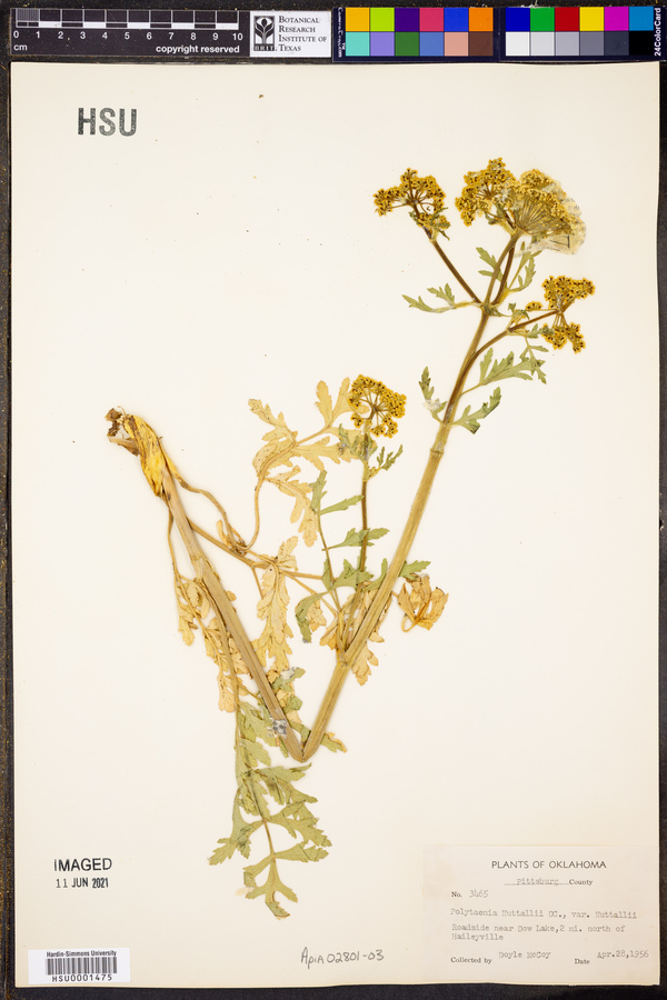 Polytaenia nuttallii var. texana image