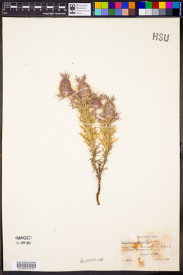 Eryngium leavenworthii image