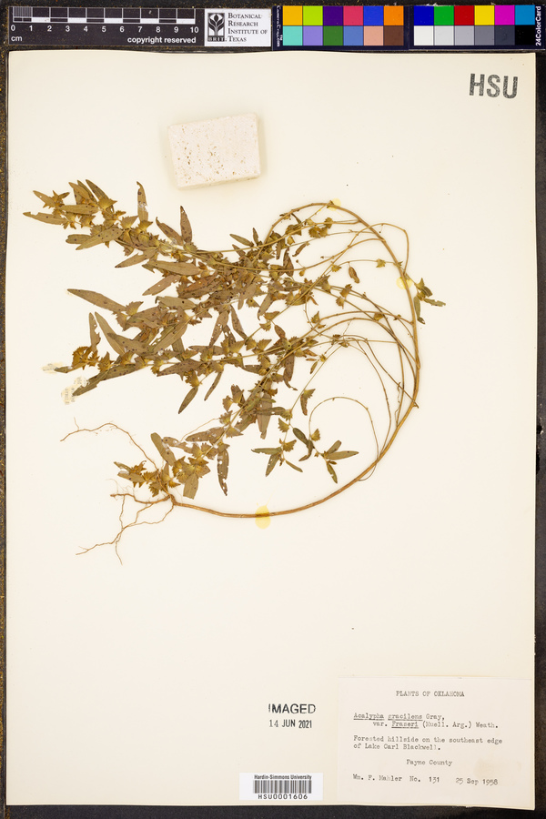 Acalypha gracilens var. fraseri image